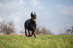 cropped and docked male Doberman pinscher