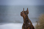 Doberman Pinscher Portrait