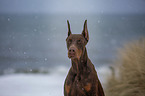 Doberman Pinscher Portrait