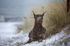 lying Doberman Pinscher