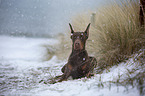 lying Doberman Pinscher