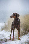 standing Doberman Pinscher
