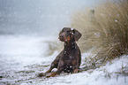 lying Doberman Pinscher