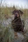 lying Doberman Pinscher