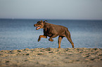 Doberman Pinscher at the baltic sea