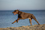 Doberman Pinscher runs on the baltic sea beach