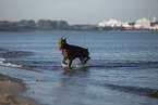 Doberman Pinscher at the baltic sea