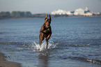 Doberman Pinscher runs on the baltic sea beach