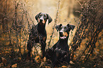 Dobermans