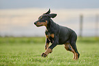running Doberman Pinscher Puppy
