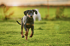 running Doberman Pinscher Puppy