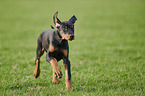running Doberman Pinscher Puppy