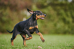 running Doberman Pinscher Puppy