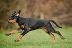 running Doberman Pinscher Puppy