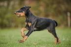 running Doberman Pinscher Puppy