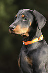 Doberman Pinscher portrait
