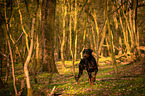 walking Doberman Pinscher