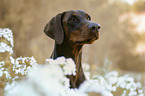 Doberman Pinscher portrait