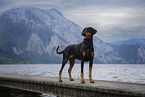 Dobermann Pinscher