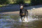 Doberman Pinscher in the water