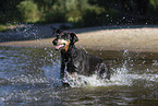 Doberman Pinscher in the water
