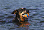 Doberman Pinscher in the water