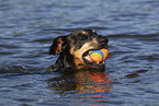 Doberman Pinscher in the water