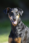 Doberman Pinscher in the summer