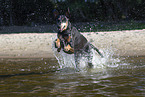 Doberman Pinscher in the water
