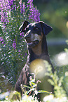 Doberman Pinscher in the summer