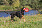 Doberman Pinscher in the summer