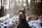 Doberman Pinscher in winter