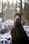 Doberman Pinscher in winter