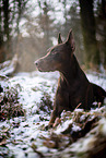Doberman Pinscher in winter