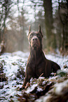 Doberman Pinscher in winter