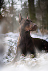 Doberman Pinscher in winter