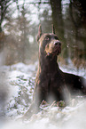 Doberman Pinscher in winter