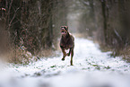 Doberman Pinscher in winter