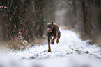 Doberman Pinscher in winter