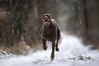 Doberman Pinscher in winter