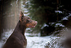 Doberman Pinscher in winter