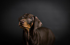 young Doberman Pinscher