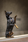 male Doberman Pinscher