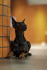 male Doberman Pinscher