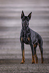 male Doberman Pinscher
