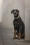 male Doberman Pinscher