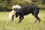 playing dogs