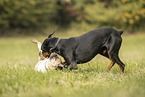 playing dogs