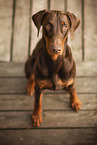 adult Doberman Pinscher