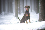 adult Doberman Pinscher